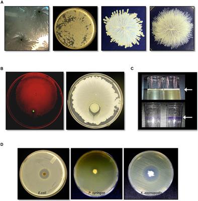 A Seed-Endophytic Bacillus safensis Strain With Antimicrobial Activity Has Genes for Novel Bacteriocin-Like Antimicrobial Peptides